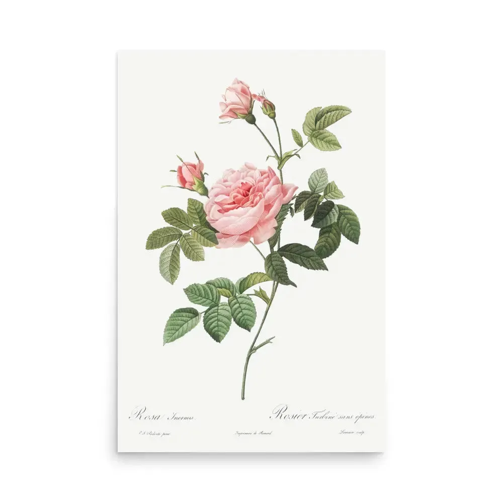 Vintage Pink Rose – Classic Floral Vintage Poster (Unframed)