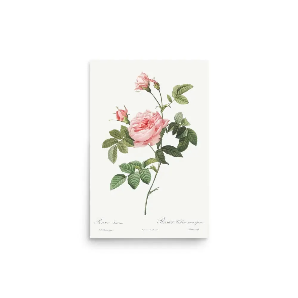 Vintage Pink Rose – Classic Floral Vintage Poster (Unframed)