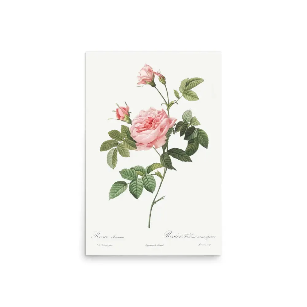 Vintage Pink Rose – Classic Floral Vintage Poster (Unframed)