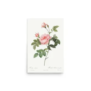 Vintage Pink Rose – Classic Floral Vintage Poster (Unframed)